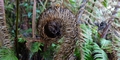 Cyathea-medullaris-#D02.jpg