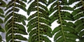 Cyathea-medullaris-#D09.jpg