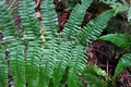 Dryopteris-aitoniana-#A02.jpg
