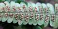 Dryopteris-aitoniana-#A04.jpg