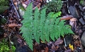 Dryopteris-maderensis-#G01.jpg