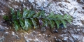Hymenophyllum-x-lovisianum-#C04.jpg