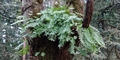 Polypodium-macaronesium-#B01.jpg