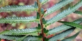Polystichum-x-maderense-#E03.jpg