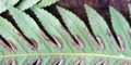 Pteris-incompleta-#G04.jpg