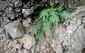 Pteris-vittata-#F02.jpg