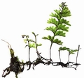 Hymenophyllum maderense East #03.jpg