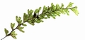 Hymenophyllum maderense levada #02.jpg