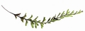 Hymenophyllum wilsonii #02.jpg