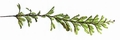 Hymenophyllum wilsonii #03.jpg