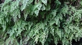 Adiantum capillus-veneris 0026.jpg