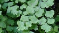 Adiantum capillus-veneris 0028.jpg