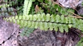 Asplenium � helii nothosubsp. lainzii 0026.jpg