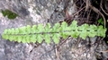 Asplenium � helii nothosubsp. lainzii 0027.jpg