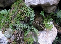 Asplenium � orellii 0010.jpg
