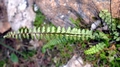 Asplenium � orellii 0034.jpg