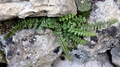 Asplenium � orellii 0035.jpg