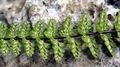 Asplenium � orellii 0039.jpg