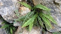 Asplenium � reichsteinii 0022.jpg