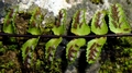 Asplenium � tubalense 0050.jpg