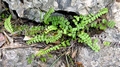 Asplenium azomanes 0024.jpg