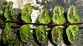 Asplenium azomanes 0053.jpg