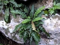 Asplenium ceterach 0005.jpg