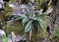 Asplenium ceterach 0007.jpg