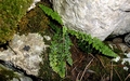 Asplenium fontanum 0041.jpg
