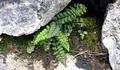 Asplenium majoricum 0001.jpg