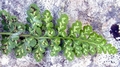 Asplenium majoricum 0001a.jpg