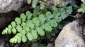 Asplenium majoricum 0008.jpg