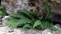 Asplenium majoricum 0009.jpg