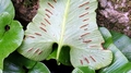 Asplenium sagittatum 0012.jpg
