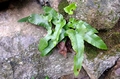 Asplenium sagittatum 0017.jpg