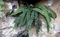 Asplenium trichomanes ssp. quadrivalens 0004.jpg