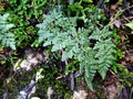 Cheilanthes acrosticha 0003.jpg