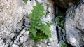 Dryopteris pallida 0023.jpg