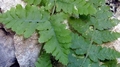 Dryopteris pallida 0025.jpg