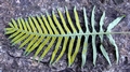 Polypodium cambricum 0018.jpg