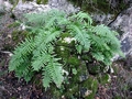 Polypodium cambricum 0020.jpg