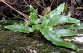 Asplenium sagittatum (crenate form) 01.jpg