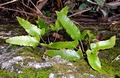 Asplenium sagittatum (crenate form) 02.jpg