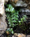 Asplenium x barracense.jpg