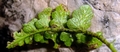 Asplenium x barracense detail.jpg