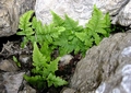Dryopteris pallida.jpg