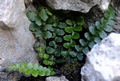 Asplenium � barracense E03.jpg