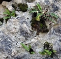 Asplenium � barrancense A01.jpg