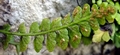 Asplenium � barrancense A03.jpg
