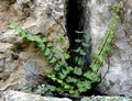 Asplenium � orellii A01.jpg